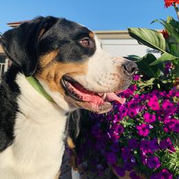 Greater Swiss Mountain Dog and Lowchen All Grown Up from Roman Reign Lowchen and Greater Swiss Mountain Dogs