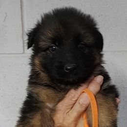 German Shepherd Puppies from Minerd Ranch