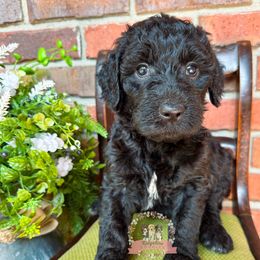 Aussiedoodle Puppies from Ridgeline Doodles