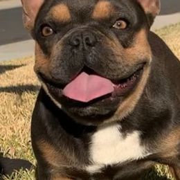 French Bulldogs from Pown4pown