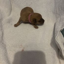 Boy 3 - male Chesapeake Bay Retriever puppy in Las Vegas, Nevada from Birdsview Chesapeake Kennel