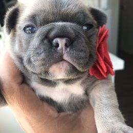 French Bulldog Puppies from Frenchies Of Central Oregon