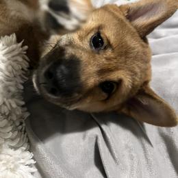 Shiba Inu Puppies from Haste