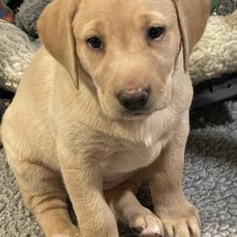 Labrador Retriever Puppies from Crout Kennels