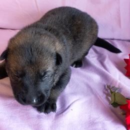Grey Collar Girl - Sable female German Shepherd puppy in Oxford, Arkansas from Atlas Shepherds