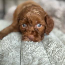 Franklin - Buff male Cockapoo puppy in 77304, Texas from Little Valley Puppies
