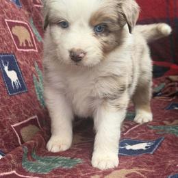 Max - Red merle male Australian Shepherd puppy in Boise, Idaho from Black Canyon Corral Aussies