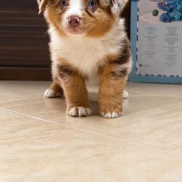 Randy Travis - Red merle male Miniature Australian Shepherd puppy in Lubbock, Texas from Baby Storm Kennels