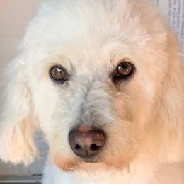 Goldendoodles and Maltipoos from B4 Ranch