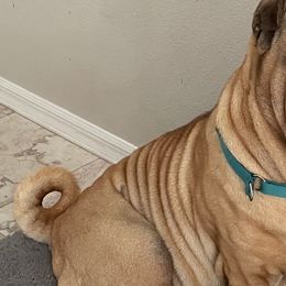 Mystique - Chinese Shar-Pei