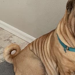 Mystique - Chinese Shar-Pei
