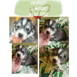 Everest - Gray and white male Siberian Husky puppy in Florence, Kentucky from Moonlight Howl Huskies