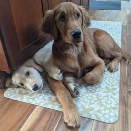 Golden Retriever Puppies from Daffodil Valley Goldens