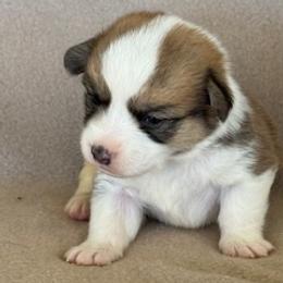 Boy 2 - Fawn male Pembroke Welsh Corgi puppy in Huntington Beach, California from Gingerbread
