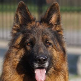 Mara` - German Shepherd
