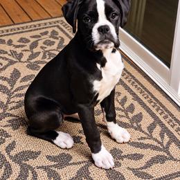 Zada - Boxer