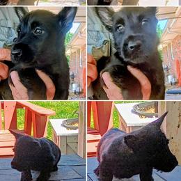 Dudley Black Male - Black male Scottish Terrier puppy in Smiths Grove, Kentucky from Moore's We Little Farm AKC Scotties