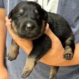 Twix - Black and tan female German Shepherd puppy in Barnhart, Missouri from Combat Creek German Shepherds