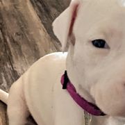 Girl 2 - Dogo Argentino puppy in Pueblo, Colorado from Palace Guard Dogos