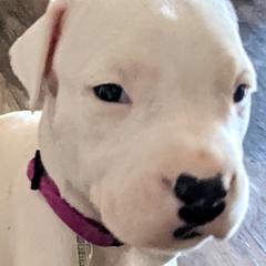 Girl 2 - Dogo Argentino puppy in Pueblo, Colorado from Palace Guard Dogos