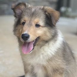 Papillons and Shetland Sheepdogs from Lucky Pups