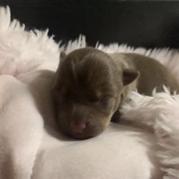 Girl 3 - Chocolate and white Teddy Roosevelt Terrier puppy in Robards, Kentucky from Dream Tree Kennel