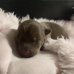 Girl 3 - Chocolate and white Teddy Roosevelt Terrier puppy in Robards, Kentucky from Dream Tree Kennel