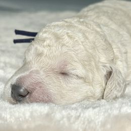 Miss Purple Collar - White female Poodle puppy in Screven, Georgia from Dreamland Standard Poodles