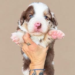 Ian - male Australian Mountain Doodle puppy in Savannah, Missouri from Rose Creek Mini Aussies and doodles