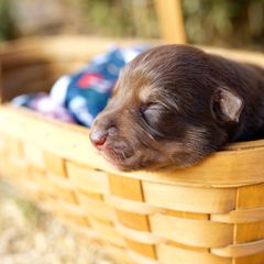 Boy 2 - Mothman "Manny" - McNab puppy from Iron Oak Stockdogs