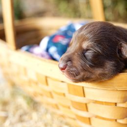 Boy 2 - Mothman "Manny" - McNab puppy from Iron Oak Stockdogs