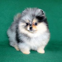 Pomeranian Puppies from Beau Joli Pomeranians