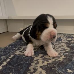 Canute - Black brown and white male Basset Hound puppy in Idaho Falls, Idaho from Peach Blossom Bassets