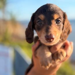Longhaired boy - Chocolate and tan male Dachshund puppy in Lemon Grove, California from GMZ Doxies SD