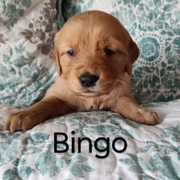 Golden Retriever Puppies from Future Hope Goldens