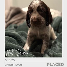 Hot Sauce - Liver and white male English Springer Spaniel puppy in Arcadia, Florida from Redemption Fields Springer Spaniels