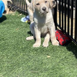 Dilute Retriever and Labrador Retriever Puppies from Loving Loyal Labs