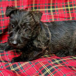 Molly - Black female Scottish Terrier puppy in San Diego (Jamul), California from Lee Valley Scotties