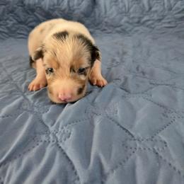 Hawthorne - Blue merle male Australian Shepherd puppy in Abilene, Texas from S&K Aussies N' Rotties
