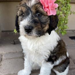 Tiki - Tri-color female Bernedoodle puppy in Superior, Arizona from Mountain Bridge Doodles