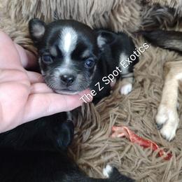 Banshee - Black and tan female Chihuahua puppy in Dandridge, Tennessee from The Z Spot Exotics