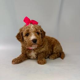 Teal Girl - Apricot female Goldendoodle puppy in Hot Springs, Arkansas from Hot Springs Kennels