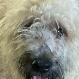 Elize - Bouvier des Flandres