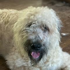 Elize - Bouvier des Flandres
