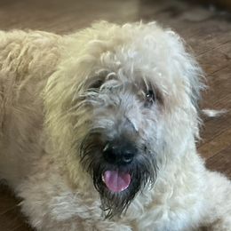 Elize - Bouvier des Flandres