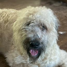 Elize - Bouvier des Flandres