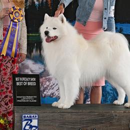 Samoyeds from Firecloud Samoyeds