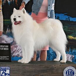 Samoyeds from Firecloud Samoyeds