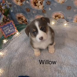 Willow AKC registered - Blue female Pembroke Welsh Corgi puppy in Montgomery County, Tennessee from Anita’s little Corgi Haven