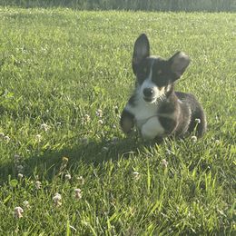 Girl 1 - Black and white female American Corgi puppy in Payson, Illinois from Creek Farm Corgis